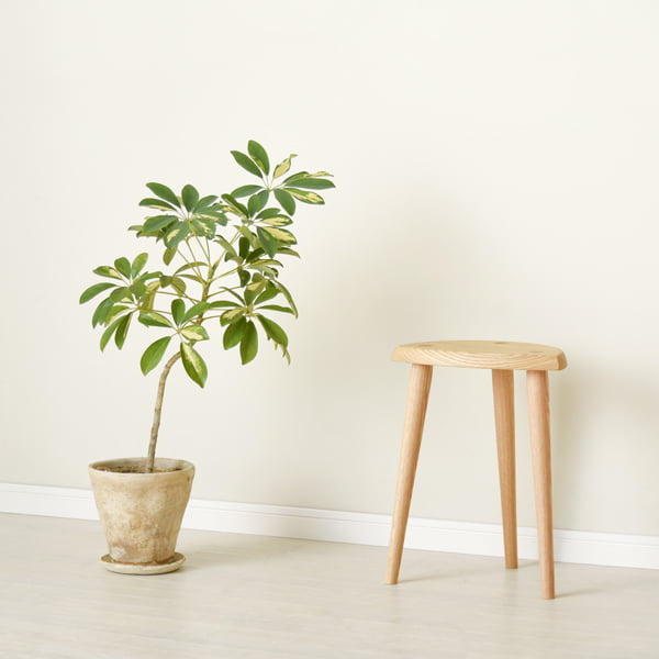 CH-0239におすすめのコーディネートアイテムCH-0332