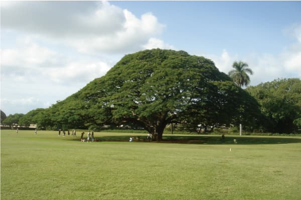 モンキーポッドの木