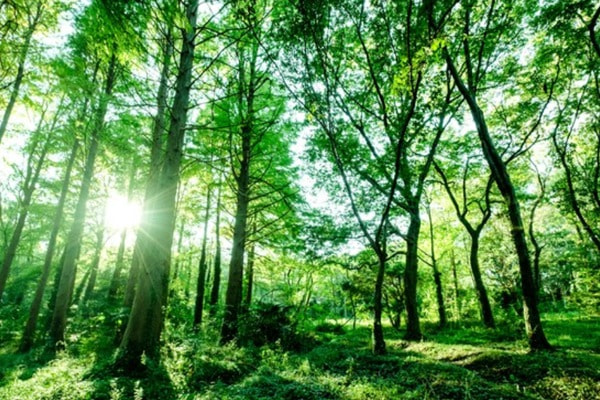 森林浴イメージ