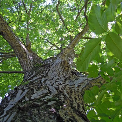 wallnut wood