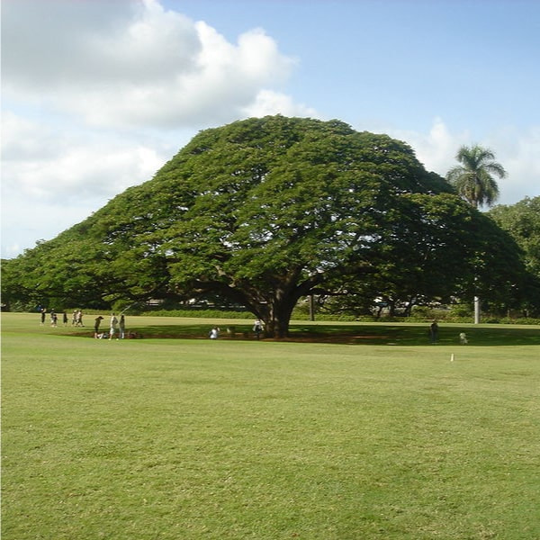 大人気モンキーポッド